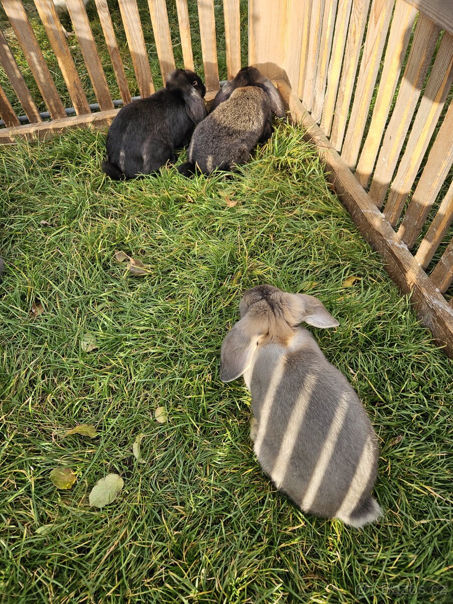 Francouzský beran - 3