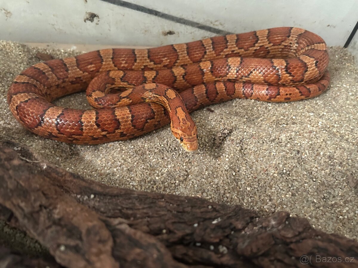 Užovka červená - 3