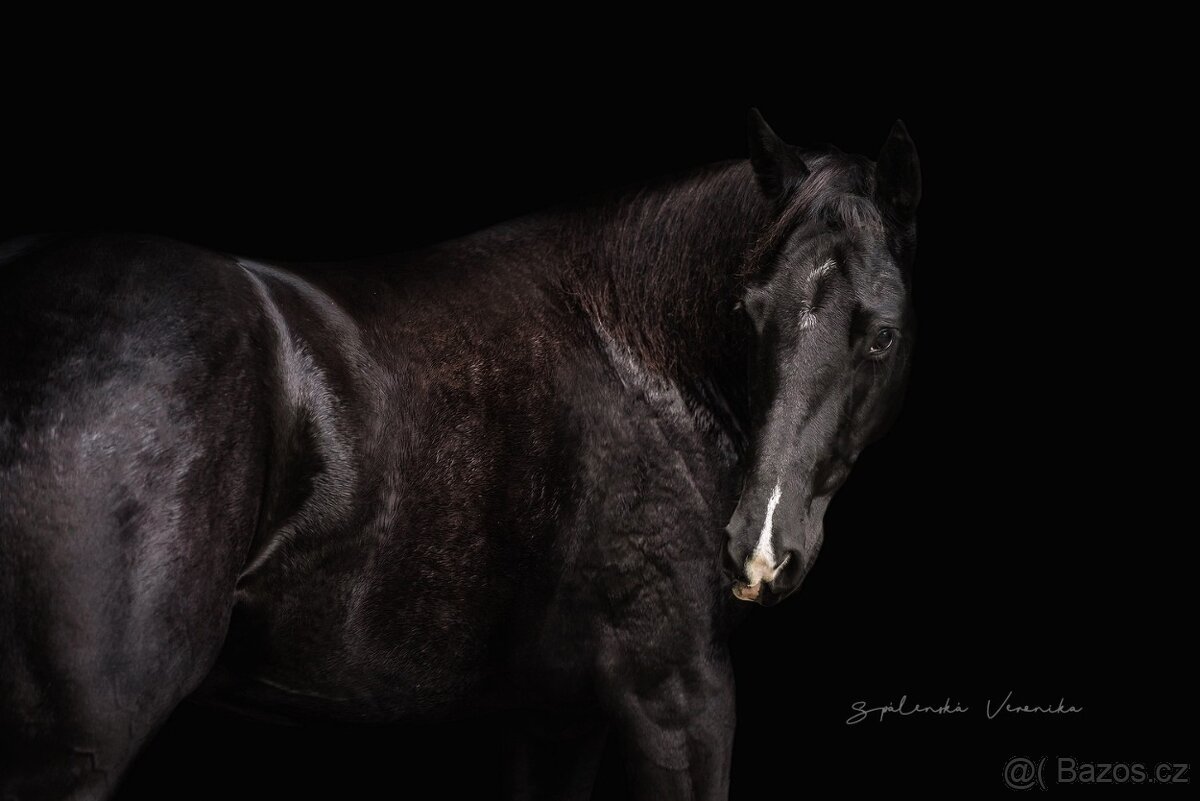 černá paint horse klisna - 3