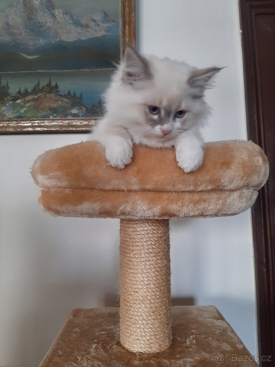Prodám kočičku Ragdoll bez PP - 3