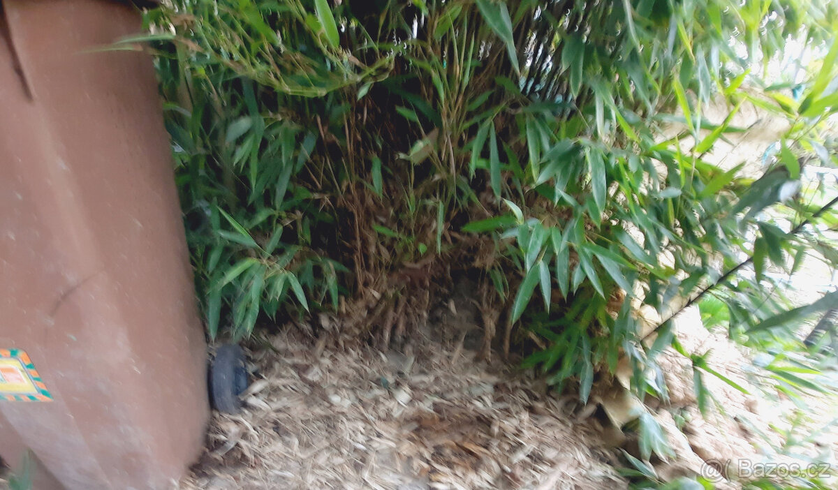 Bambus - Phyllostachys Nigra - 3