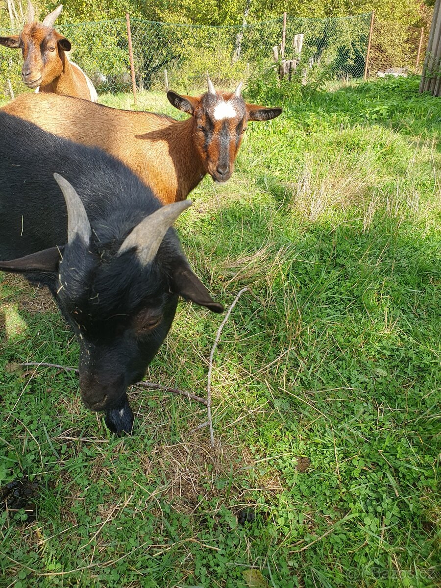 Holandská zakrslá koza - 3