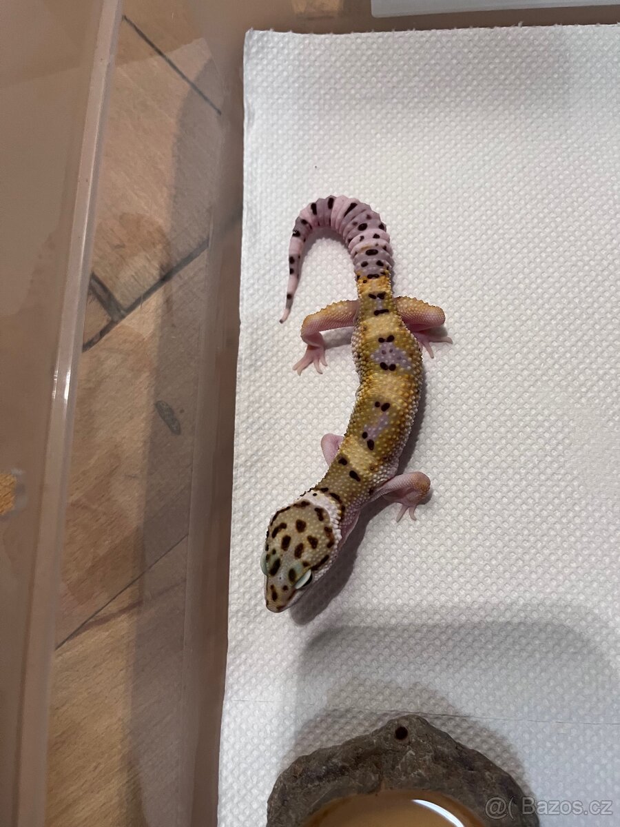 Gekončík noční samice - 3