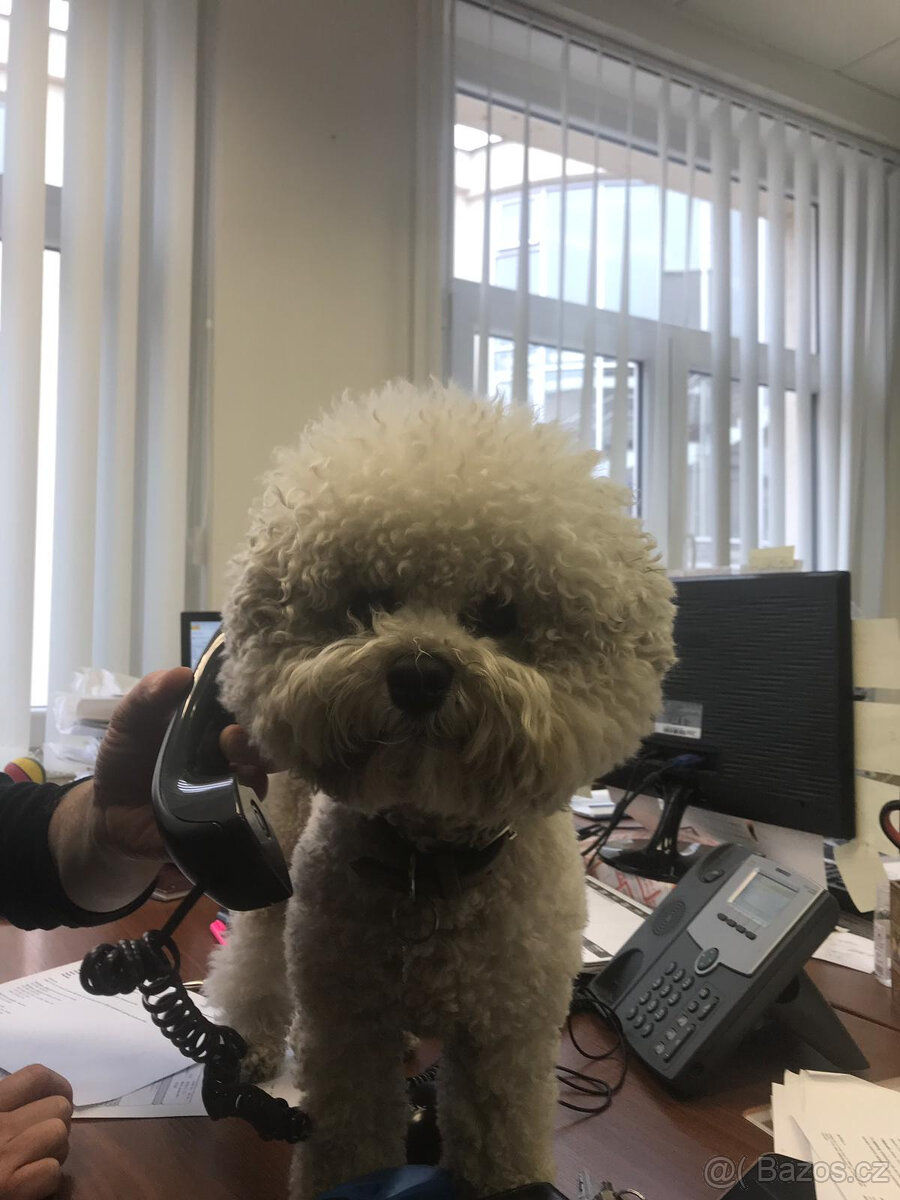 Bišonek s PP ke krytí - 3