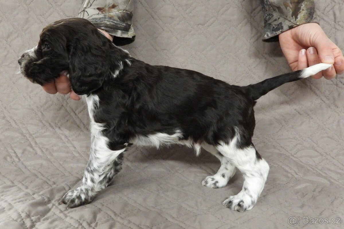 Německý křepelák - 3