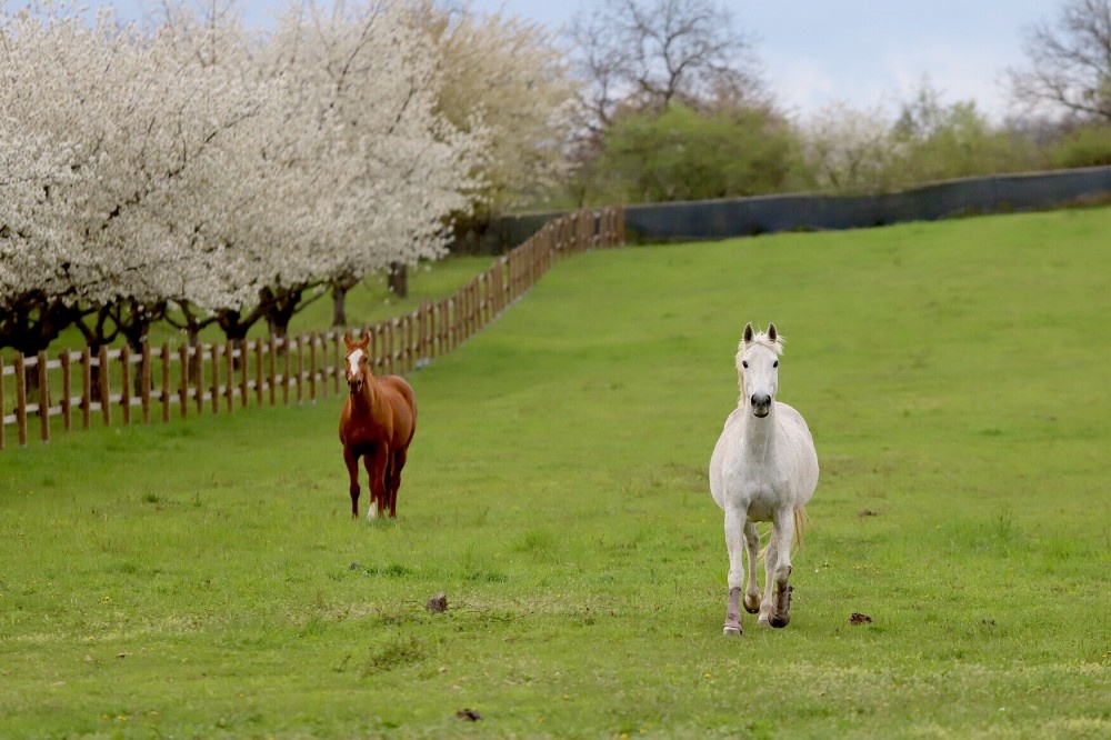 Nabídka práce na pozici stájník - 3