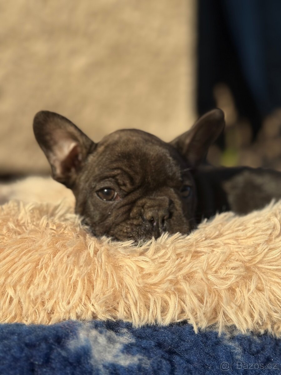 Francouzský buldoček - 3