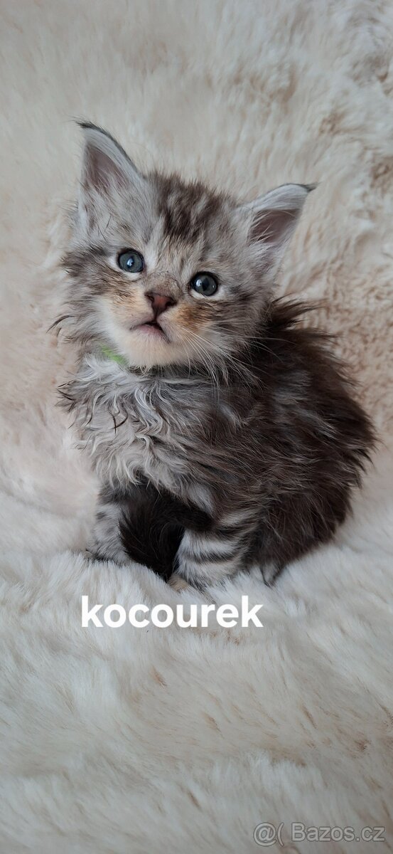 Mainská mývalí bez PP - 3