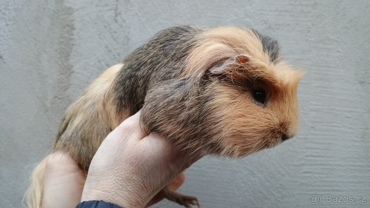 Morčátka kluci - 3