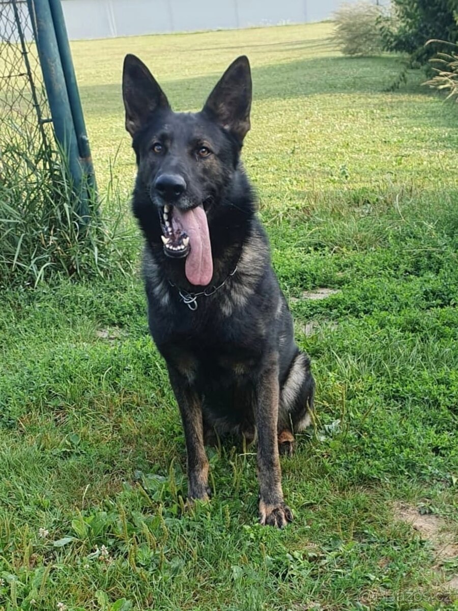 Prodám psa německého ovčáka - 3