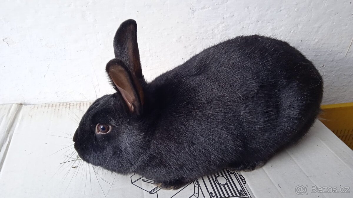 Kralici na chov samice - 3