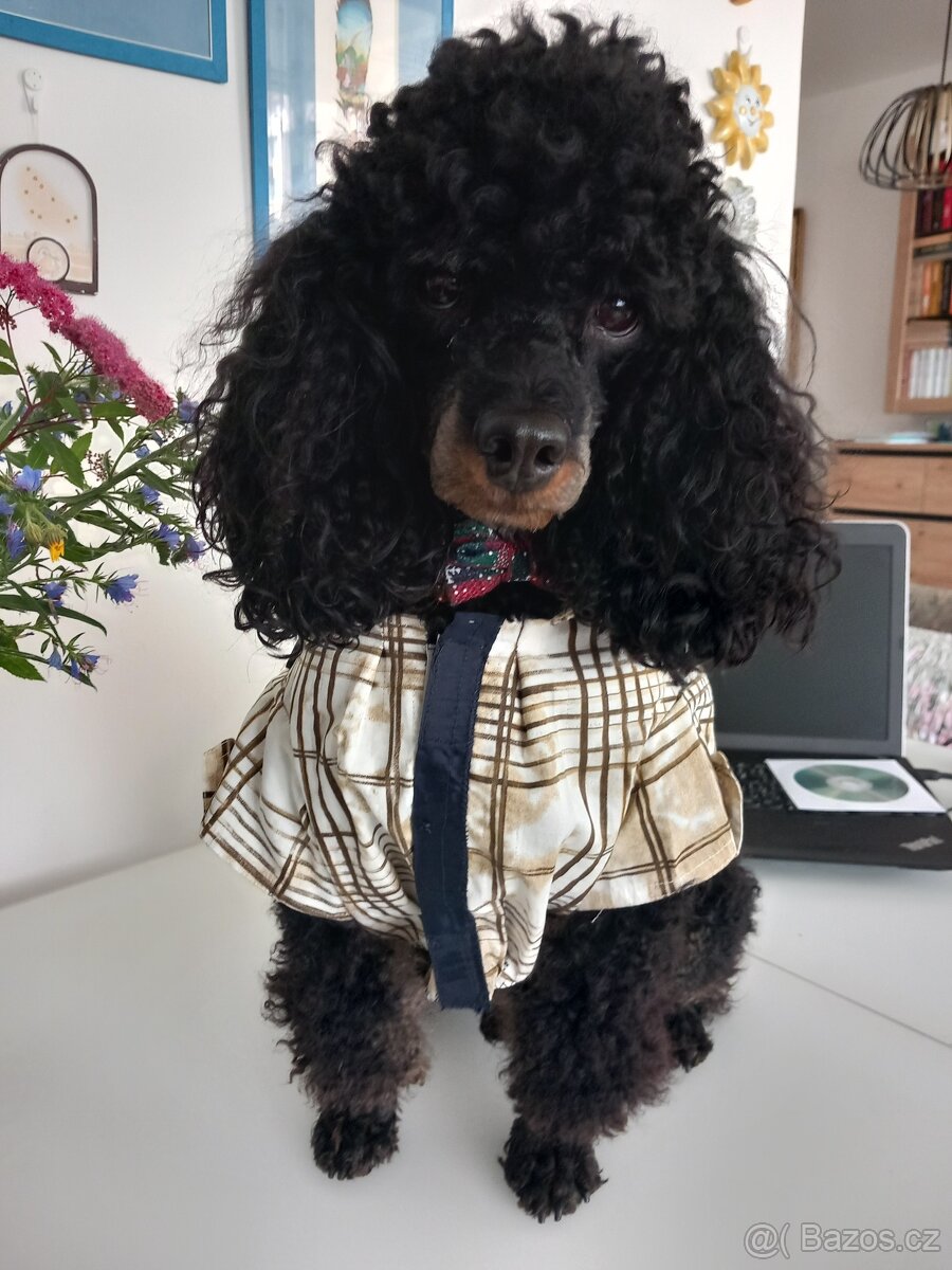 Krytí - nabidka- Pudl trpasličí - 3