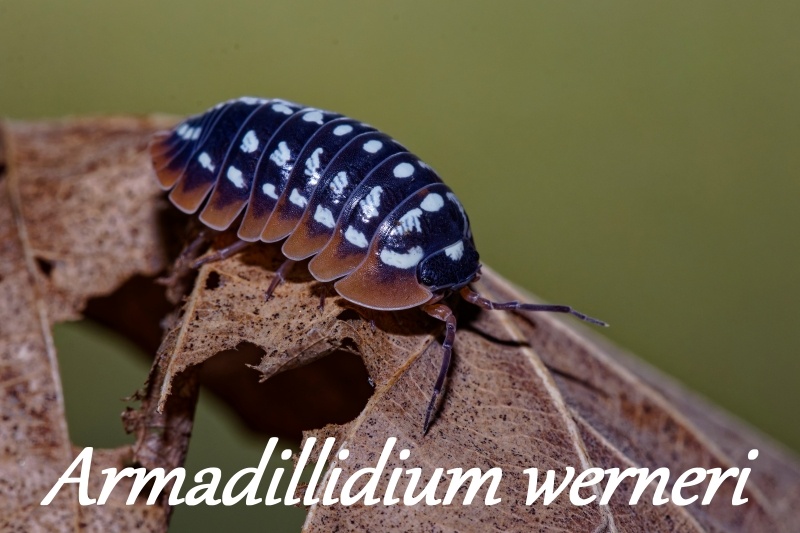 Isopod a chvostoskoci - 3