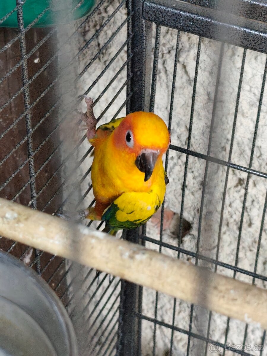 Aratinga sluneční - 3