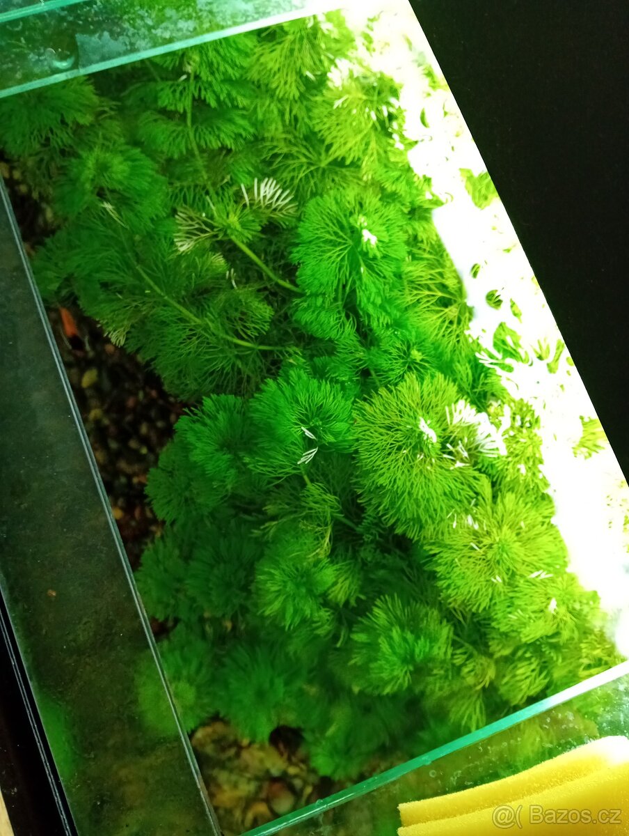 Akvarijní rostliny - 3