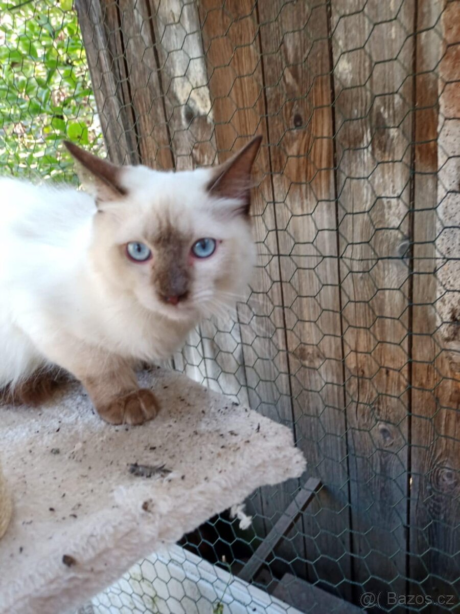 Ragdoll kotata k odběru - 3