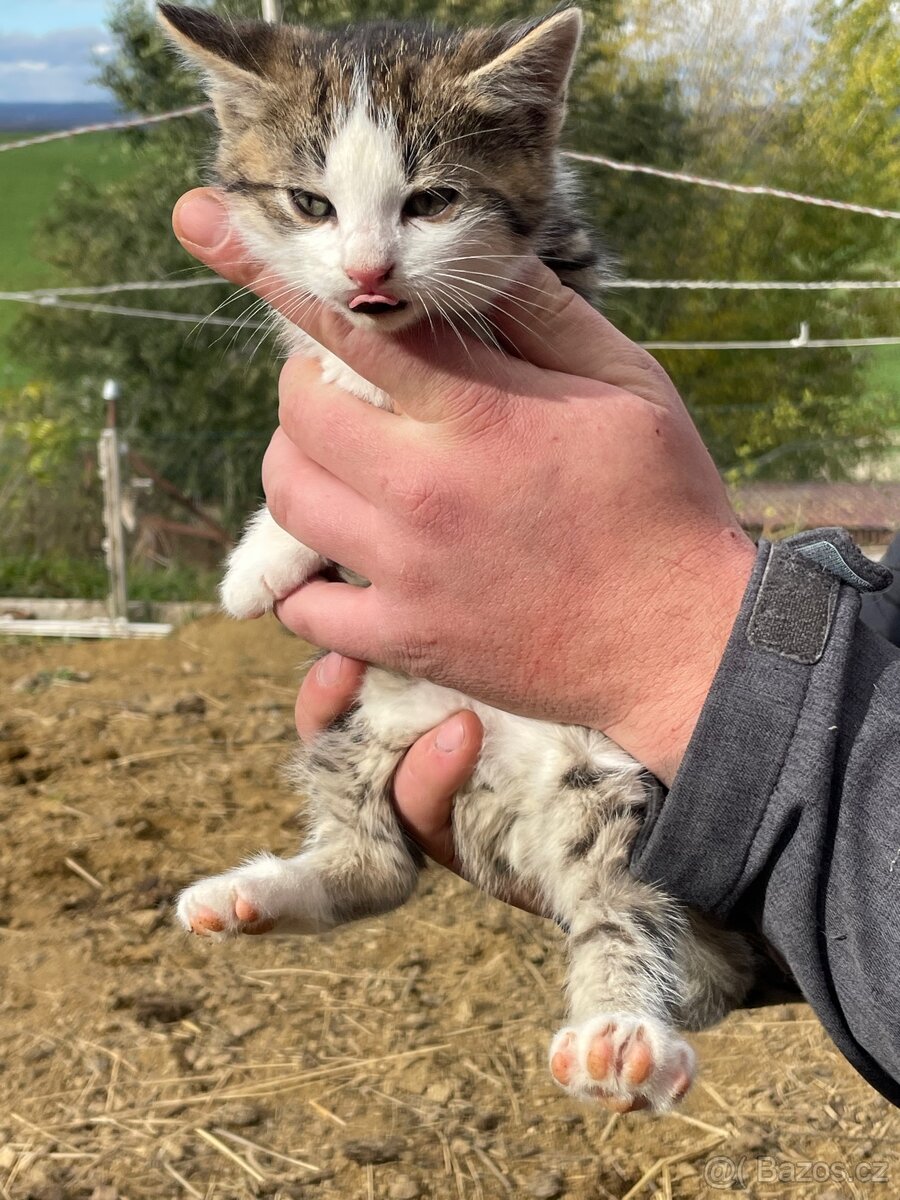 Darujeme koťátka - 3