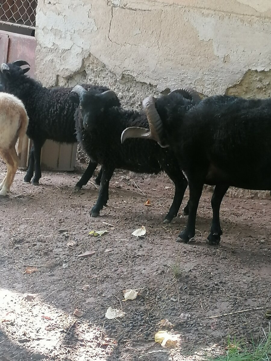 Quessantská ovečka a beránek - 3