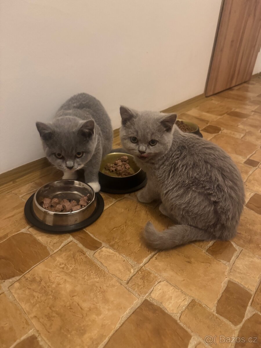 Britská modrá bílá-kotě - 3