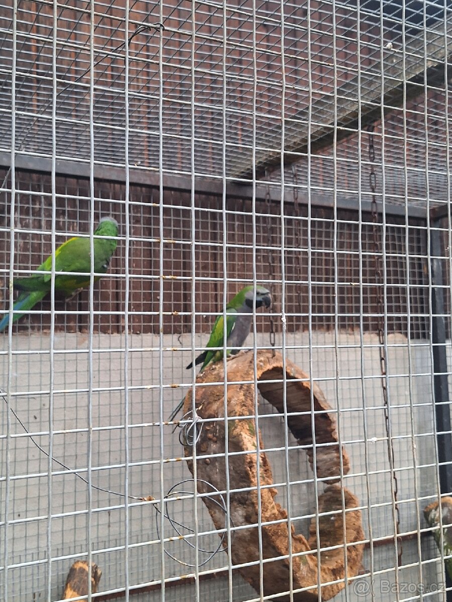 Alexandr čínský - 3