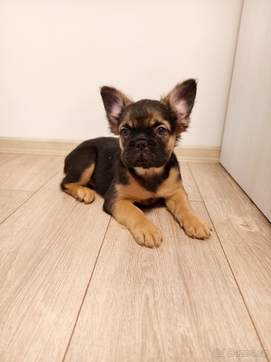 Francouzský buldoček FLUFFY - 3