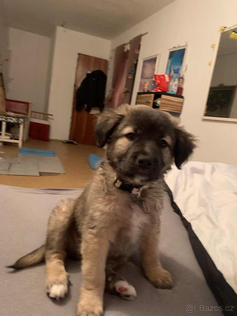 Ahoj zdravím mam na Predaj toho tu pejska je křížení ale nev - 3