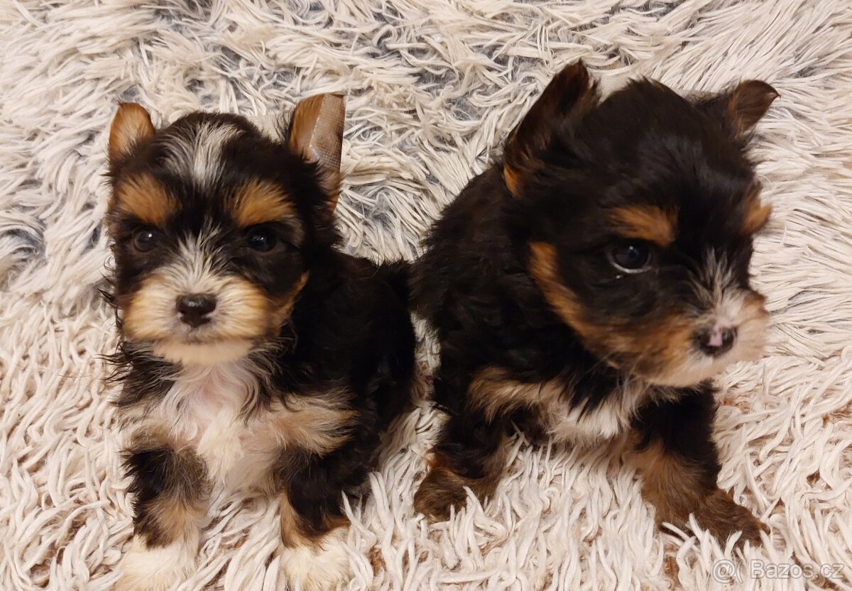 Jorkšírský teriér s PP - 3