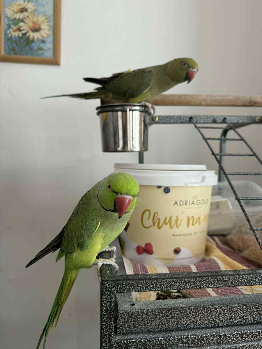 Alexandr zelený malý 1.1 - 3