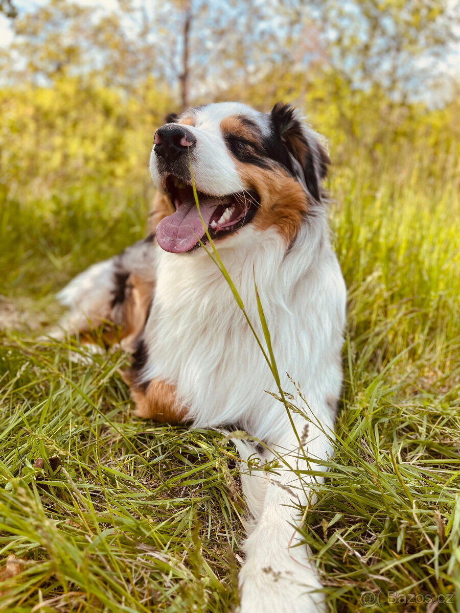 Australský ovčak ke krytí - 3