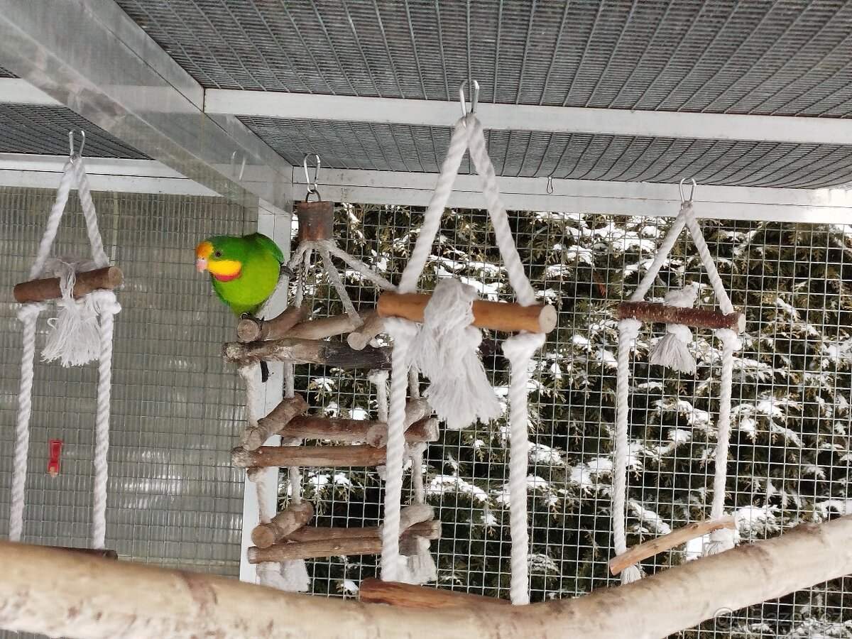 Prodám chovný pár Papouška nádherného - 3