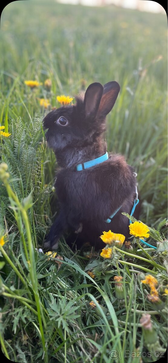 Králíček k adopci - 3