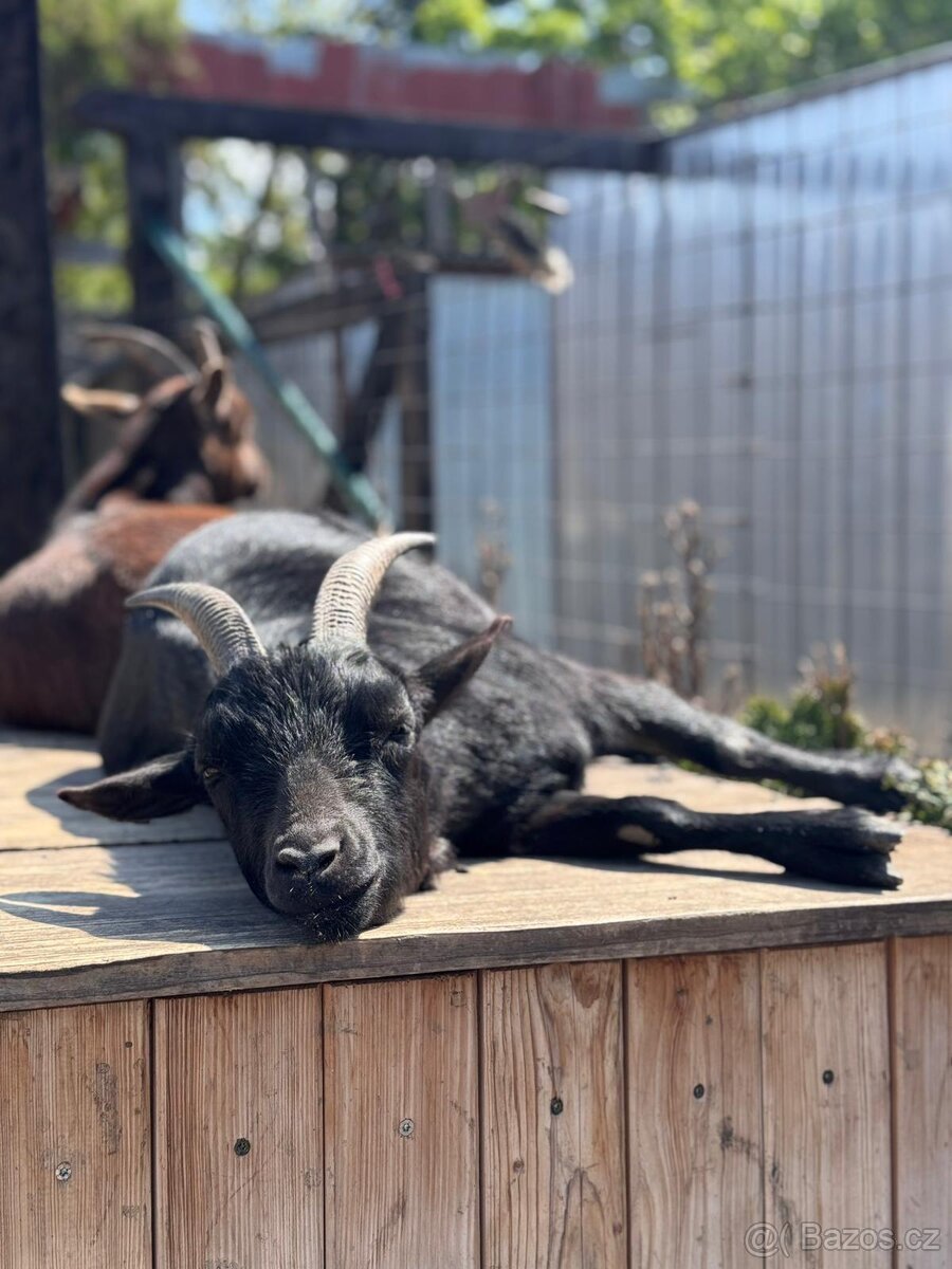 Prodám zakrslé kozy - 3