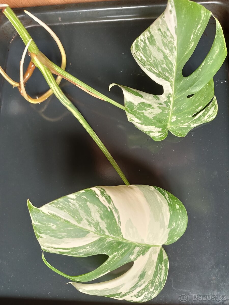 Monstera deliciosa variegata - 3