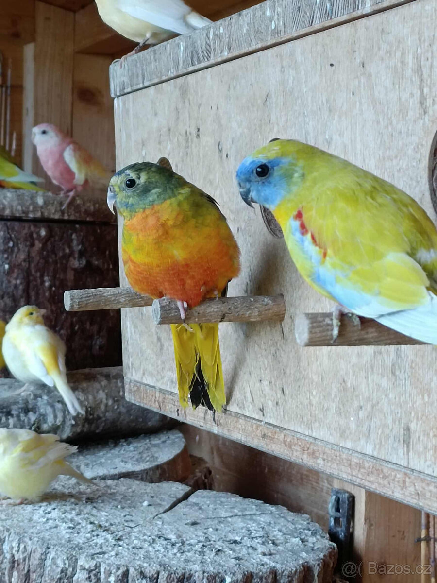 neoféma tyrkysová - 3