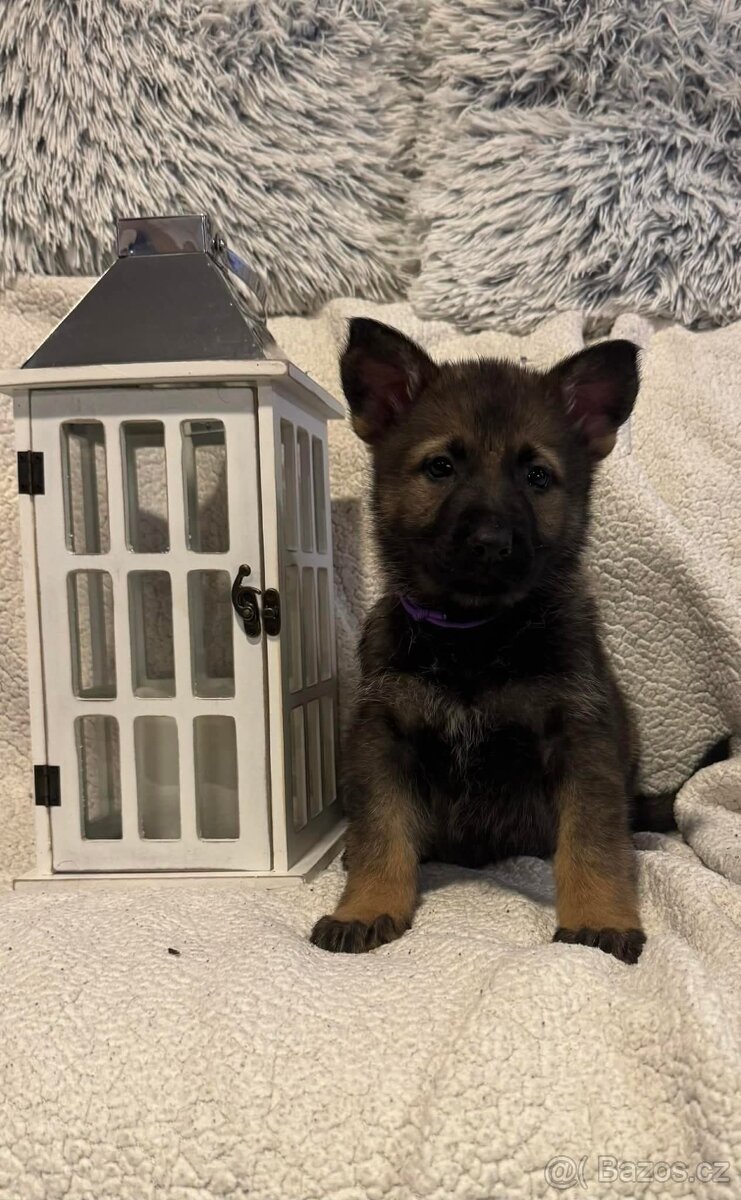 Německý ovčák s PP - 3