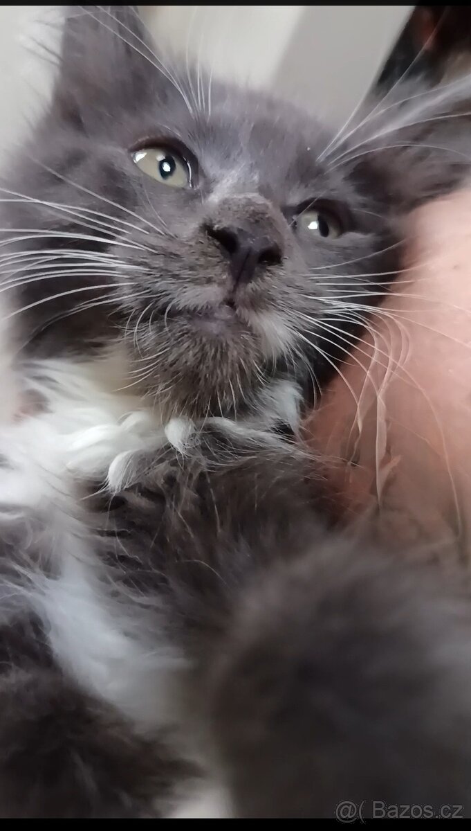 Koťata mainská mívalý - 3