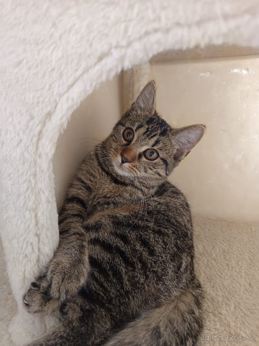 Daruji kotě - 3