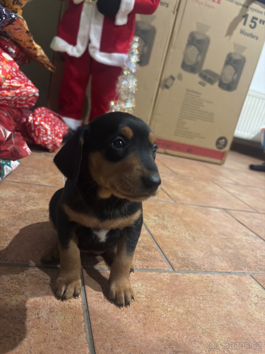 Jezevčík x Jorkšírský teriér - 3