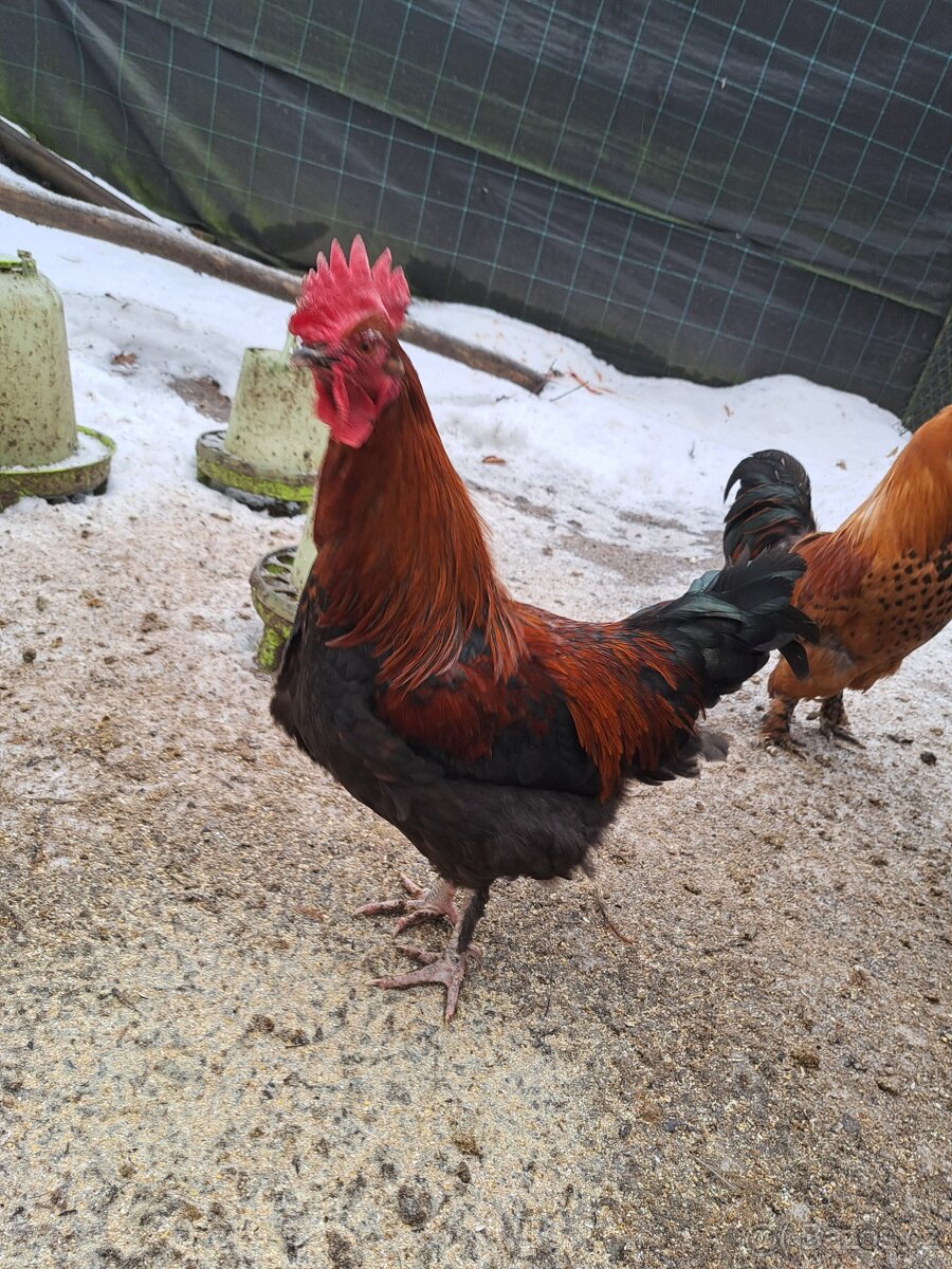 Kohouti Maransky - 3