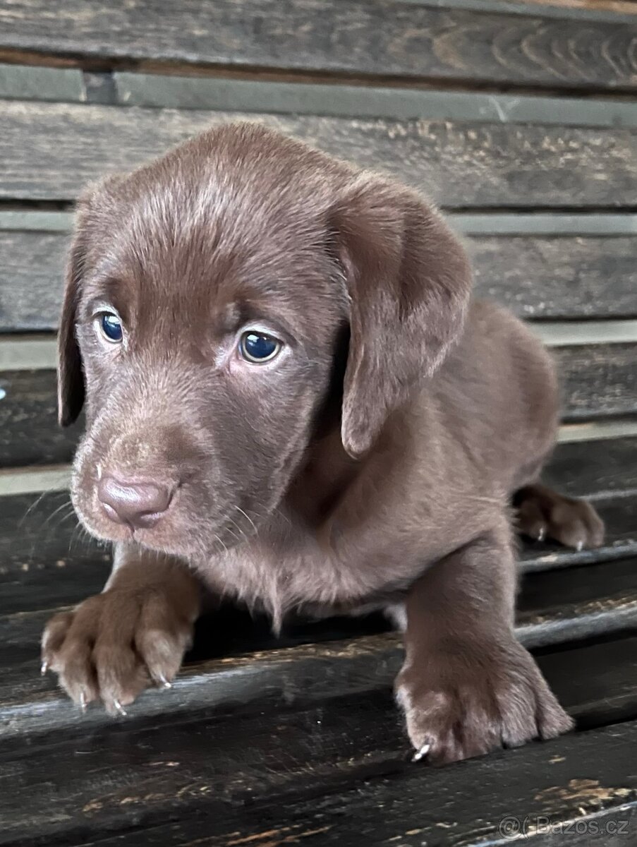 Labradorský retrívr - 3