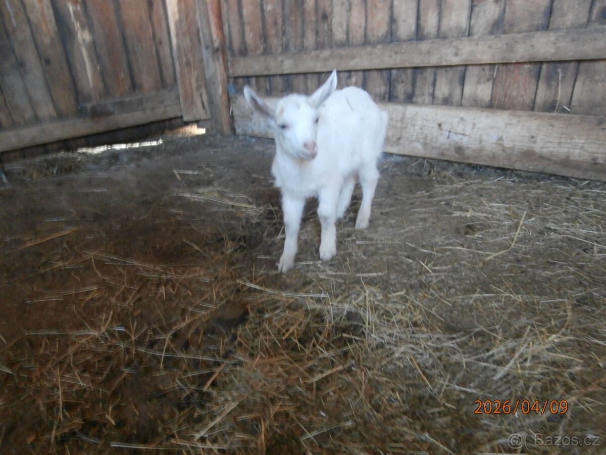 Koza,kozlík,kůzlata - 3