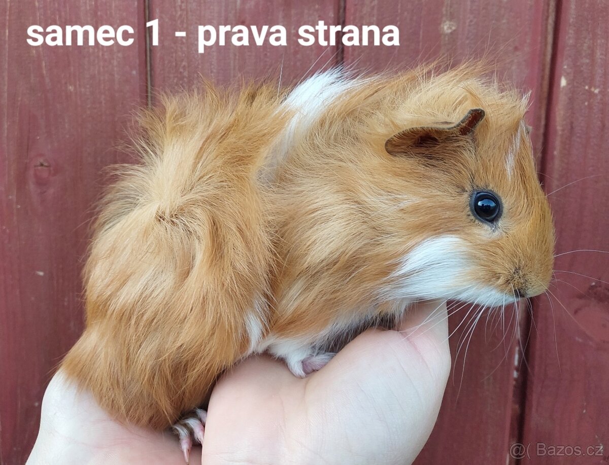 Morčata mláďata - 3