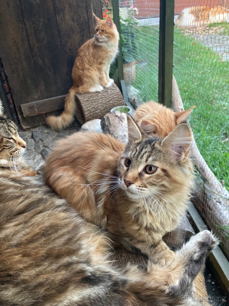 Mainská mývalí s pp, - 3