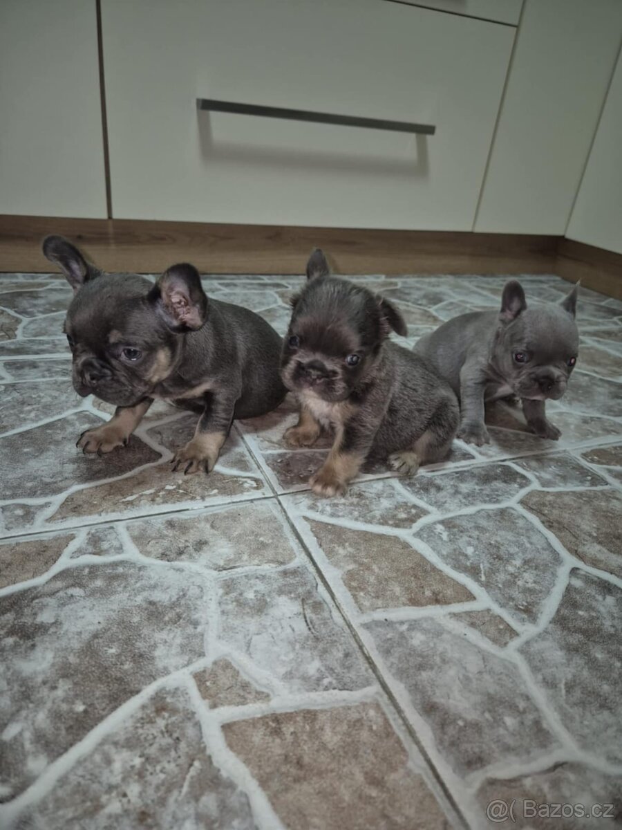 Francouzský buldoček - 3