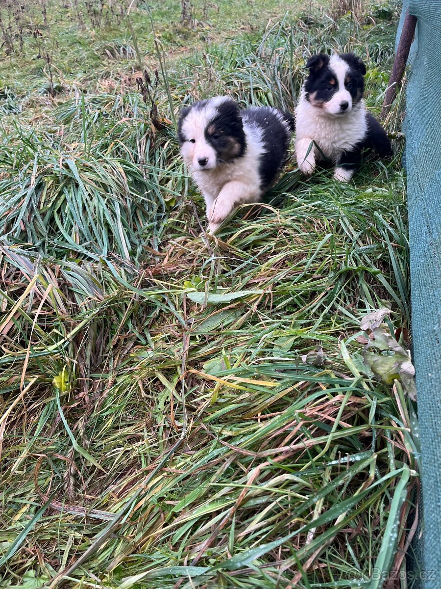 Border kolie bez pp - 3