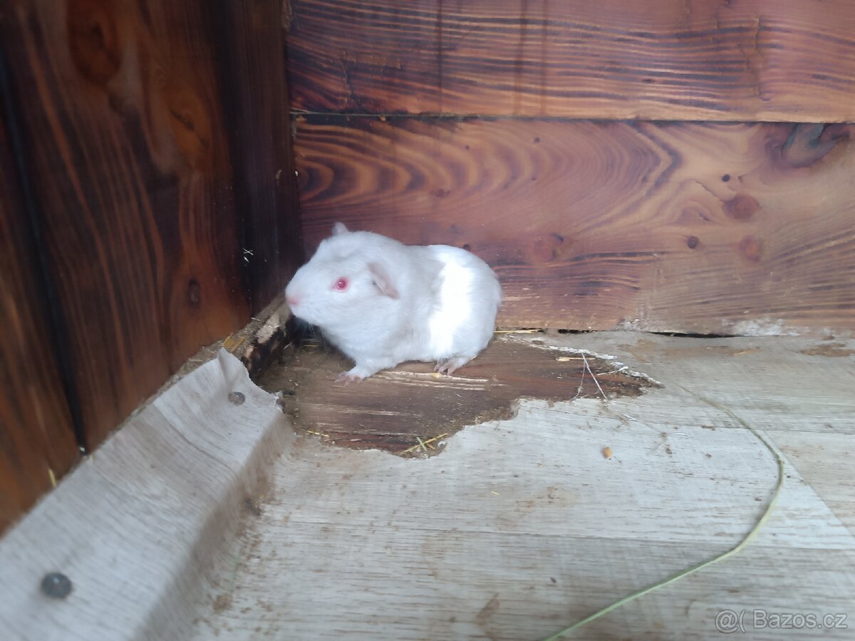 Cuy( obří) morče - 3