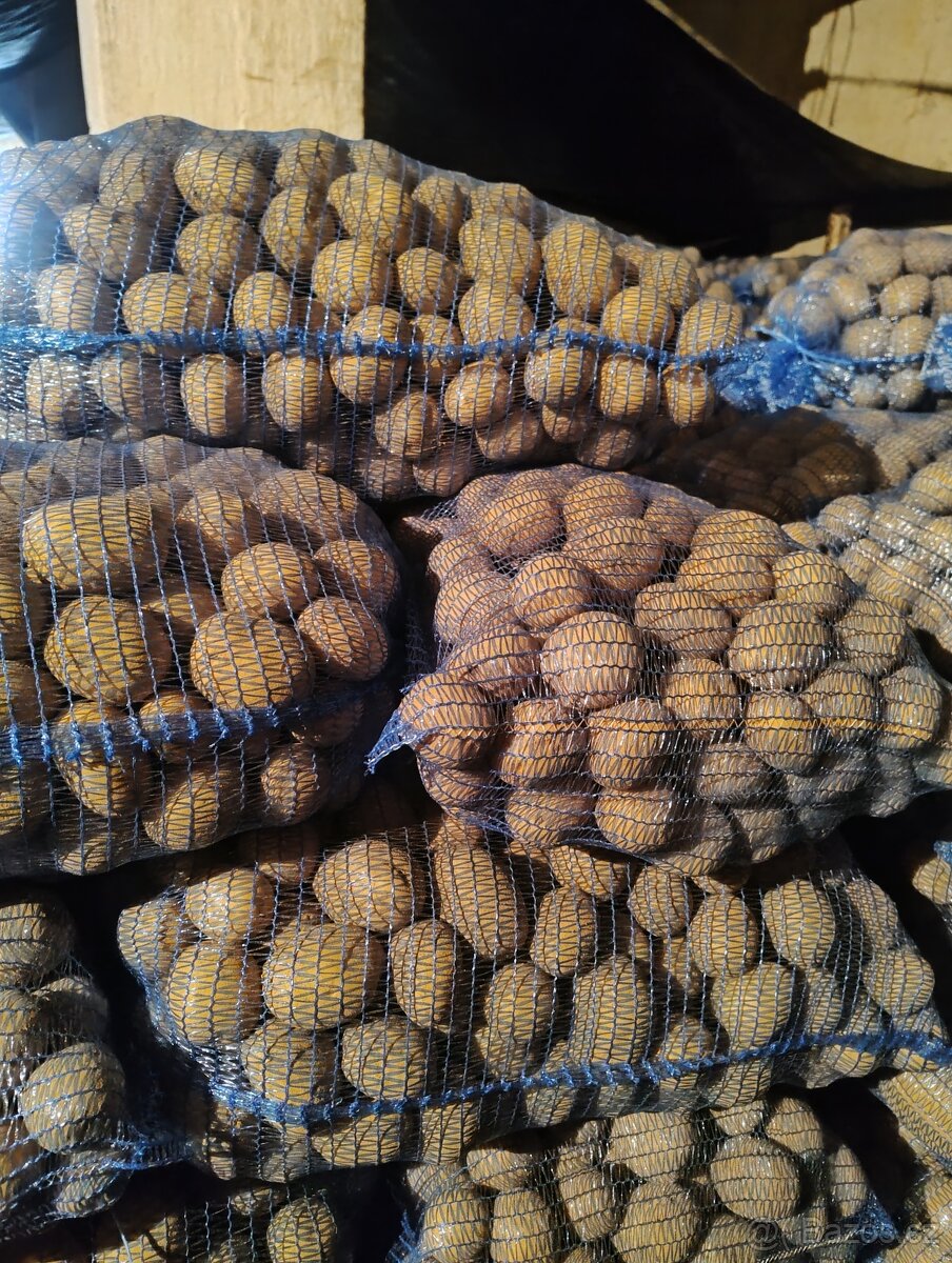 Brambory konzumní - 3