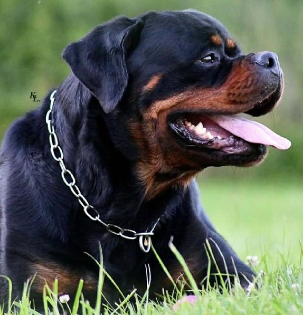 štěňata ROTVAJLER - 3