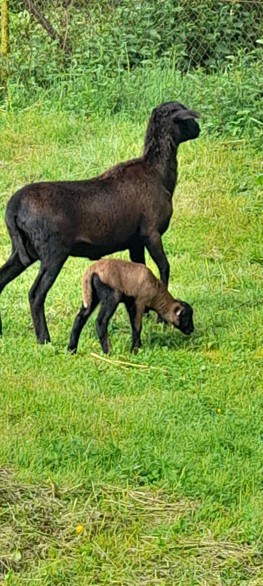 Beránek ovce kamerunské - 3