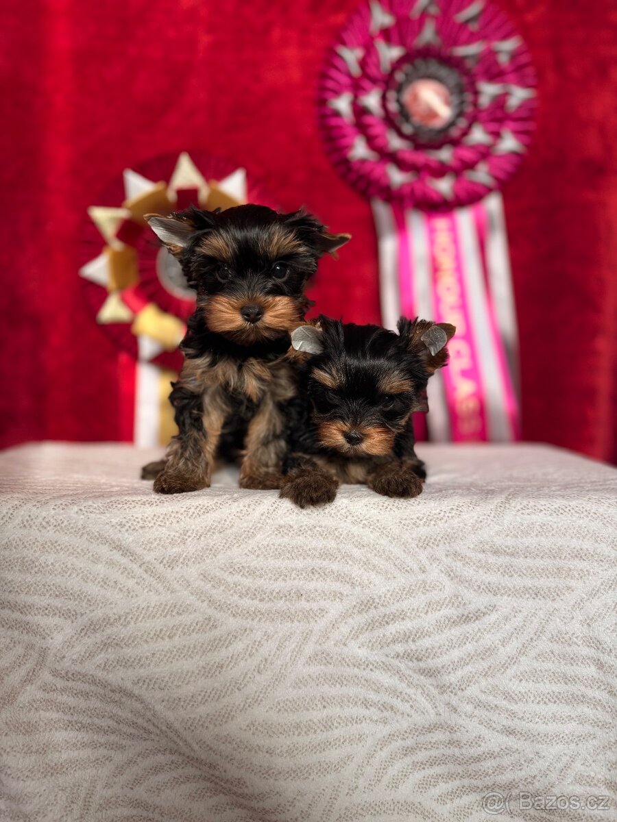 Yorkshire terrier, jorkšírsky terrier, york - 3